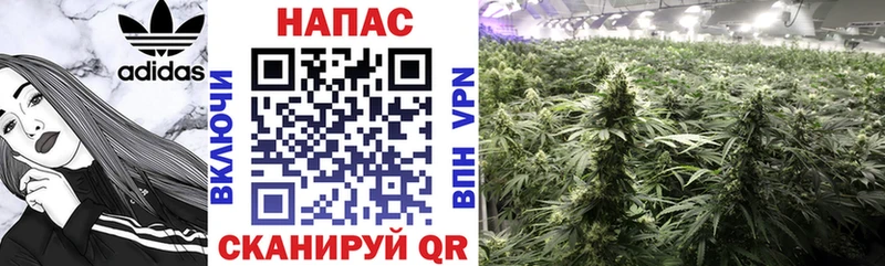 магазин    Старая Купавна  mega   Конопля MAZAR 